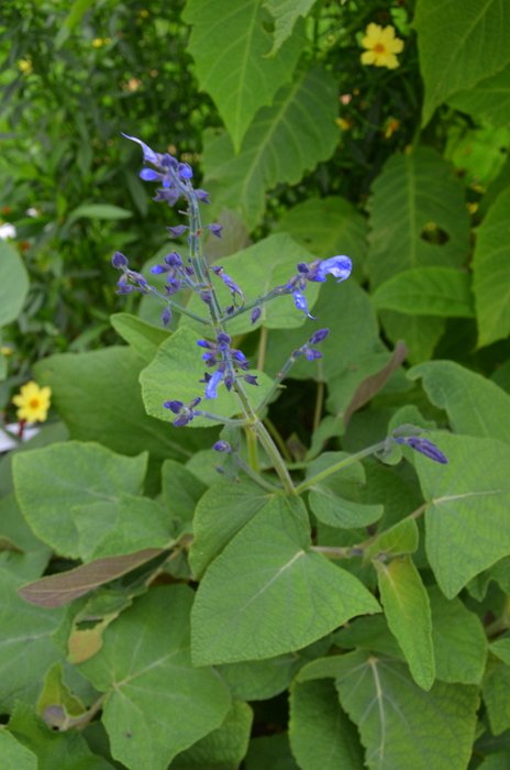 Salvia macrophylla (4)
